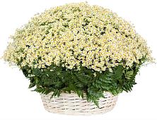 Цветочная композиция из Ромашки в корзине #REPLACE_PRED# Старой Рузе